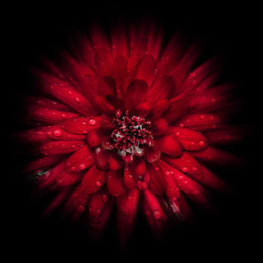 Backyard Flowers 45 - Brian Carson Canvas Print