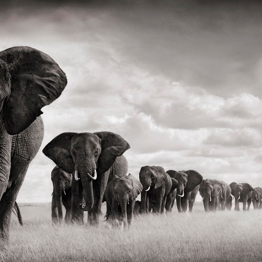 Elephants Walking - Canvas Print - 5 panel wall art of elephants in the wild - this unique canvas painting can be displayed in any room | NicheCanvas