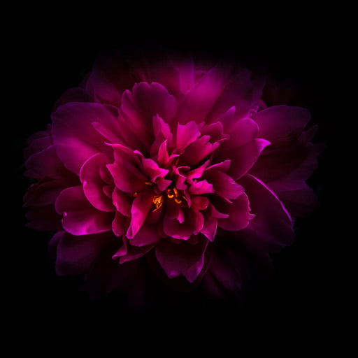 Purple Backyard Flowers - Brian Carson Canvas Print