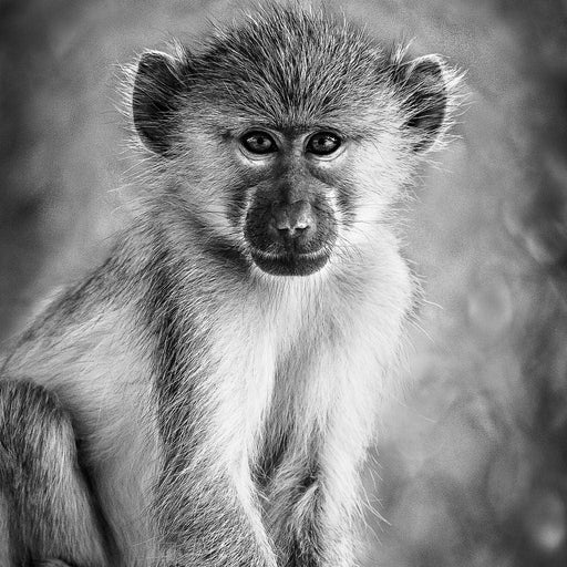 Monkey in Black & White Canvas Print
