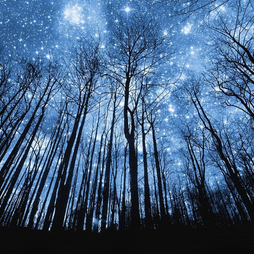Forest Of Stars Canvas Print