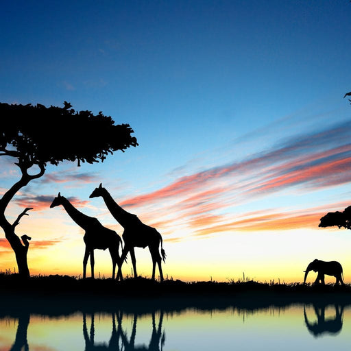 African Sunset - Canvas Print - sunset wall art of beautiful giraffes at dusk - this stunning piece of art is the perfect gift for anyone who loves to travel | NicheCanvas