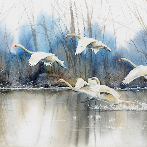 White Swans Canvas Print