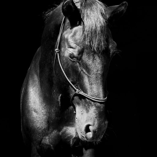 Black & White Horse Head Canvas Print