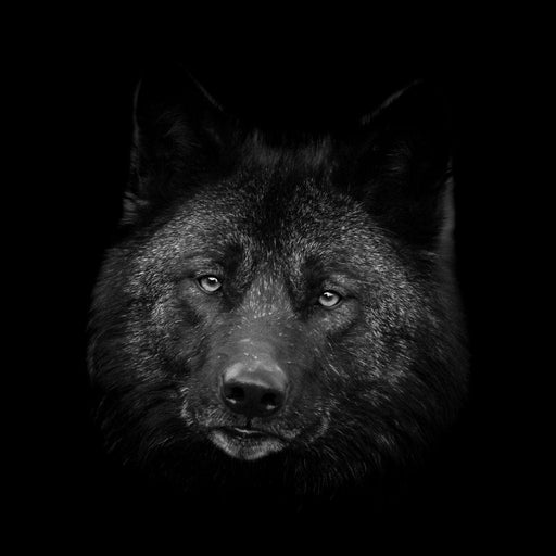 Black and White Wolf Canvas Print