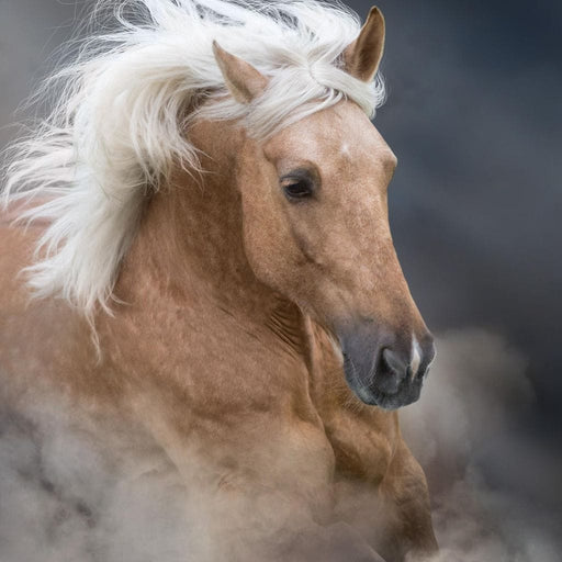 Palomino Horse Canvas Print