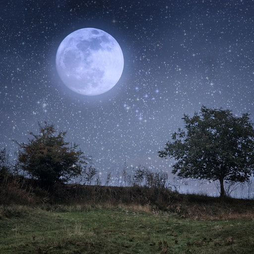 Beautiful Moonlight Canvas Print