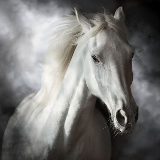 White Stallion Canvas Print
