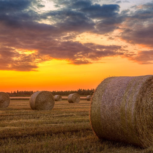 Hay Bales Sunset landscape print