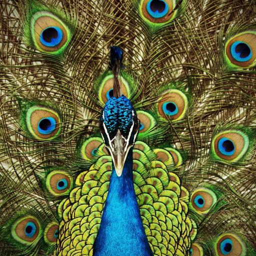 Champion Peacock - Canvas Print - colorful wall art of a peacock acrylic painting - this art decor would make a great addition to any space looking for a little extra aesthetic flair | NicheCanvas