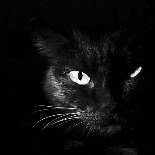 Black and White Cat Canvas Print