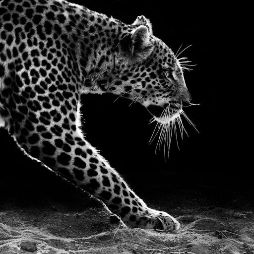 Black and white Leopard Canvas Print