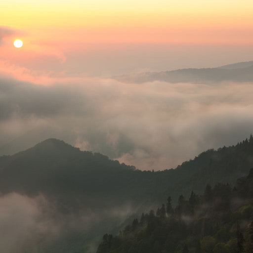 Fog over the Forest Canvas Print
