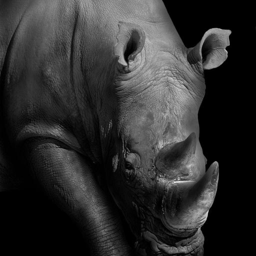 Black and White Rhino Canvas Print
