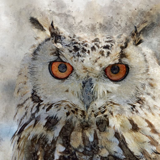 Eurasian Owl Canvas Print