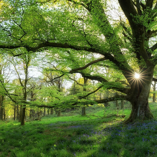 Master Tree - Canvas Print - photorealistic wall art of the beautiful green trees and a shining sun - this painting gives off a sense of peace and reverence | NicheCanvas