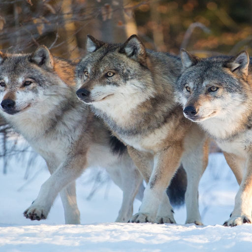 The Wolf Pack - Canvas Print - photorealistic 5 panel wall art of three wolves walking - this gorgeous home decor is the perfect gift for any occasion | NicheCanvas