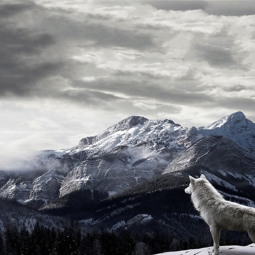 The King Of The Mountain - Canvas Print - gorgeous wall art of wolf staring into the beautiful mountains - this one of a kind artwork can be displayed in any living space | NicheCanvas