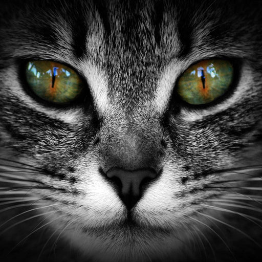 Green Eyed Cat Canvas Print