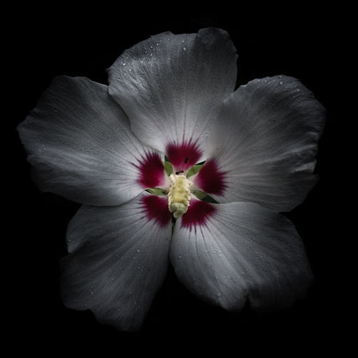 Backyard Flowers Color Version - Brian Carson Canvas Print