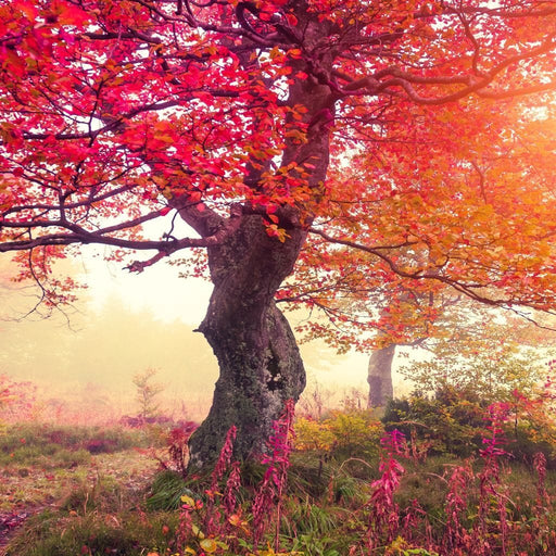 Red Autumn Trees Set Canvas Print
