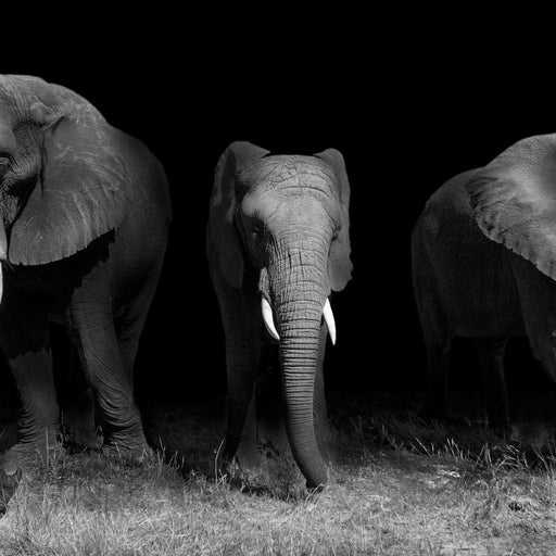 Black and White Elephants Canvas Print