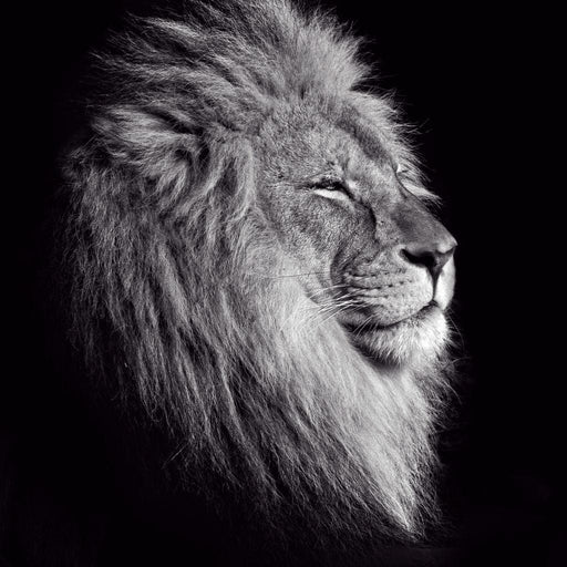Black and White Lion King Canvas Print