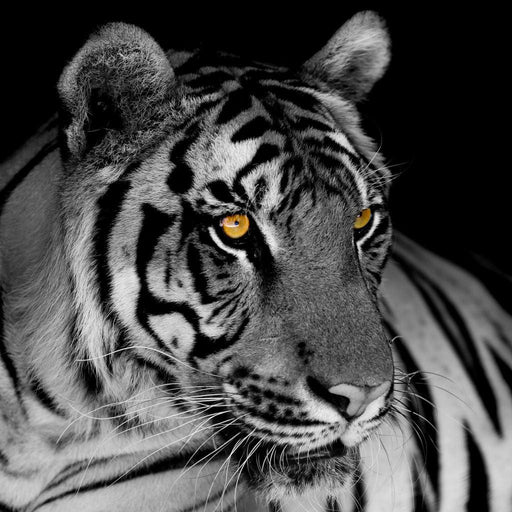 Black and White Tiger with Yellow Eyes Canvas Print