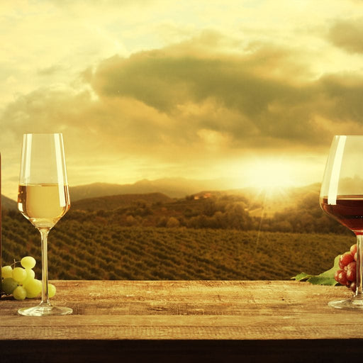 Vineyard View Canvas Print