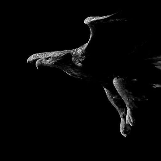 Black and White Eagle Canvas Print