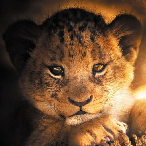 Lion Cub - Zenzdesign Canvas Print