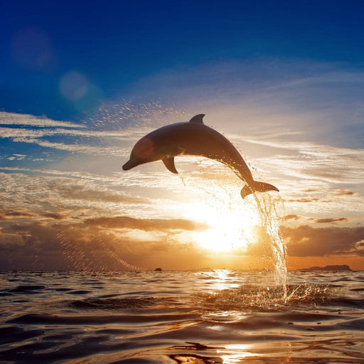 Leaping Dolphin Canvas Print
