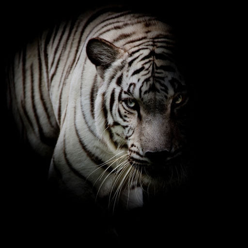 Black and White Tiger Canvas Print