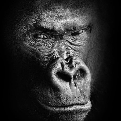 Black and White Gorilla Canvas Print