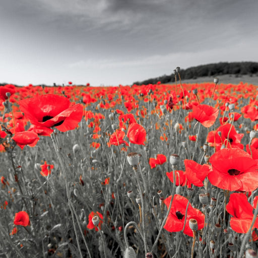 Flanders Fields Canvas Print