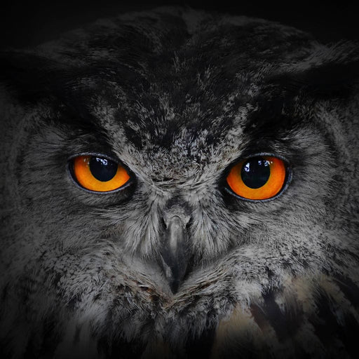 Black & White Owl with Orange Eyes Canvas Print
