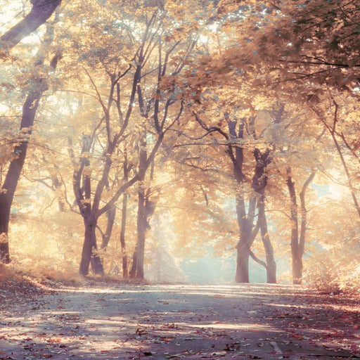 Autumn Forest - Canvas Print - 5 panel wall art landscape of a beautiful autumn painting - this canvas art is the perfect decor for your living room and bedroom | NicheCanvas