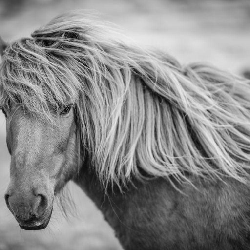 Icelandic Horse in Black & White Canvas Print