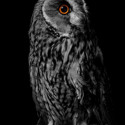 Black & White Owl Canvas Print