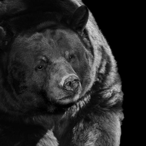 Black and White Bear Canvas Print