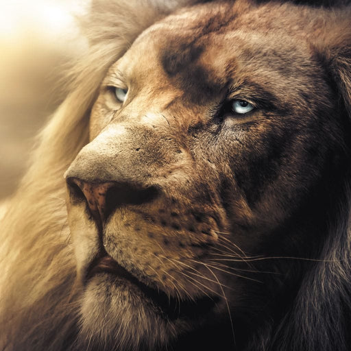 Lion Boss - Zenzdesign Canvas Print