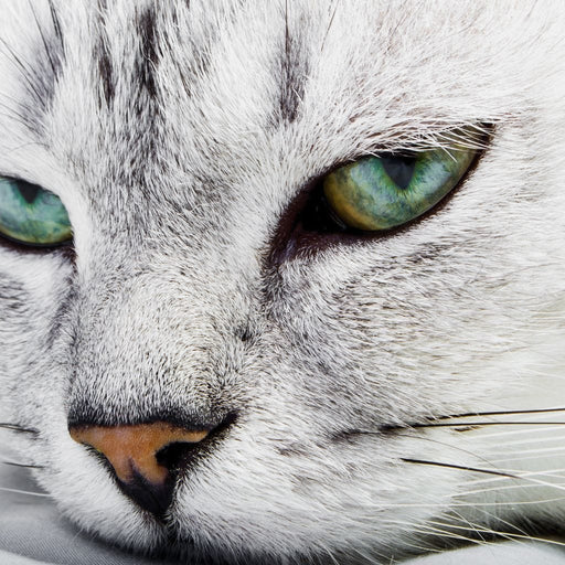 Cat Relaxing Canvas Print