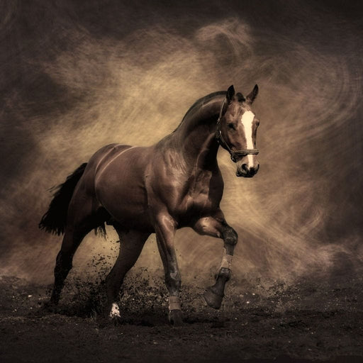 Brown Horse Canvas Print