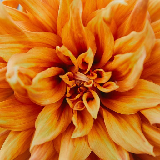 Botanical Marvel - Canvas Print - botanical wall art of a stunning flower canvas - this acrylic painting is the perfect decor for your home and office | NicheCanvas