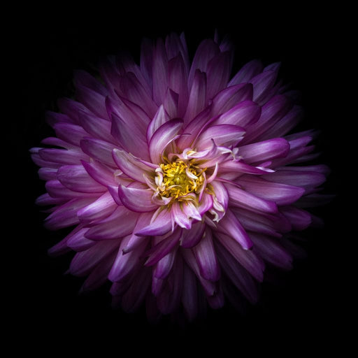 Backyard Flowers Series 1 - Brian Carson Canvas Print