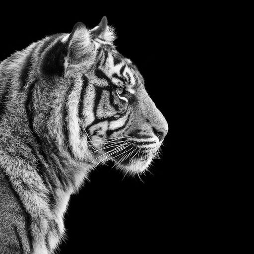 Black and White Sumatran Tiger Canvas Print