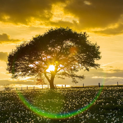 German Country Sunset farm wall art