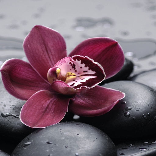 Purple Flower On Black Pebbles Canvas Print