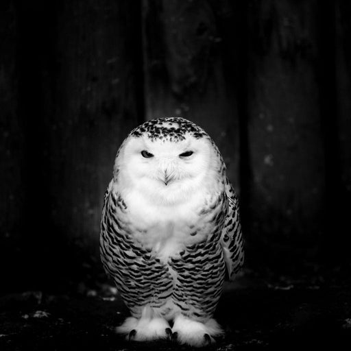 Black and White Snowy Owl Canvas Print