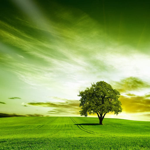 Green Prairie sunset canvas